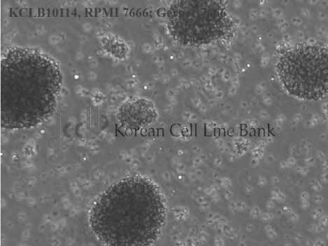 RPMI 7666; Gerner 7666