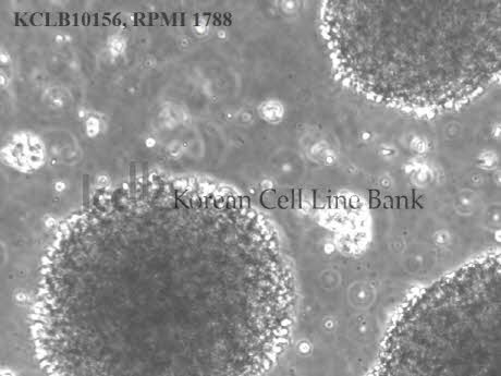 RPMI 1788