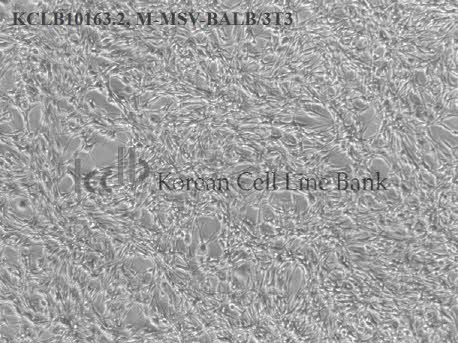 M-MSV-BALB/3T3