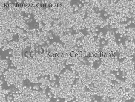 COLO 205