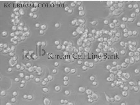COLO 201