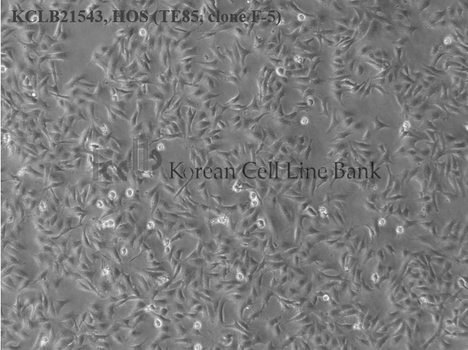 HOS (TE85, clone F-5)