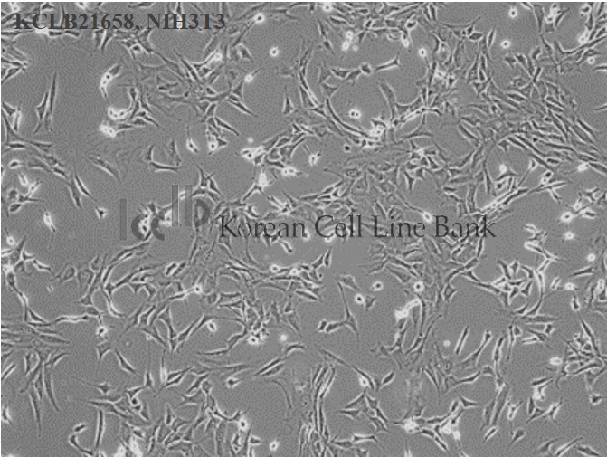 NIH3T3
