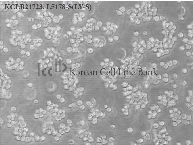 L5178-S(LY-S)