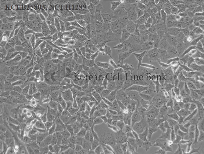 NCI-H1299