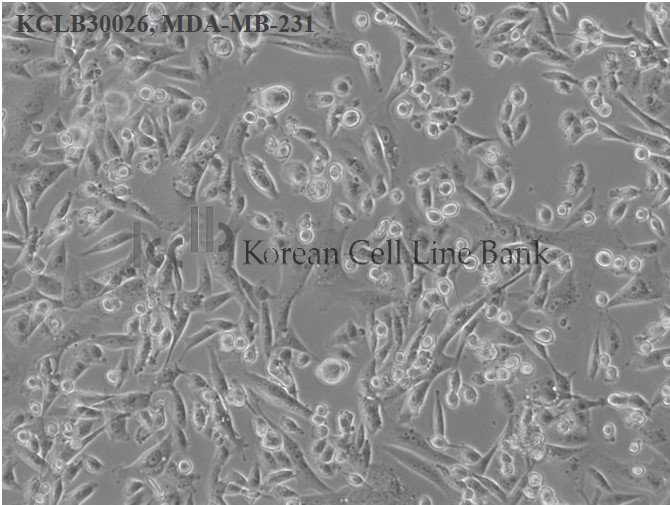 MDA-MB-231