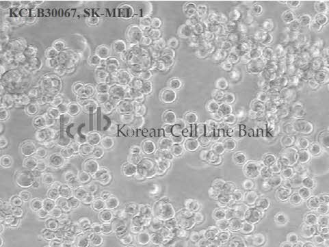 SK-MEL-1
