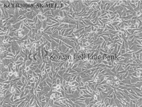 SK-MEL-2