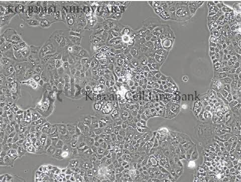 NIH:OVCAR-3
