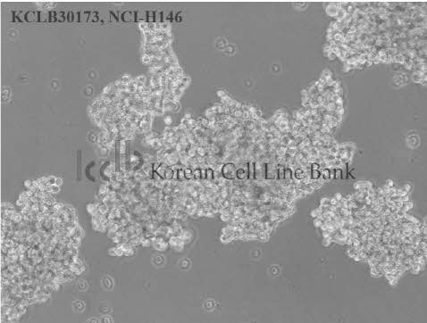 NCI-H146