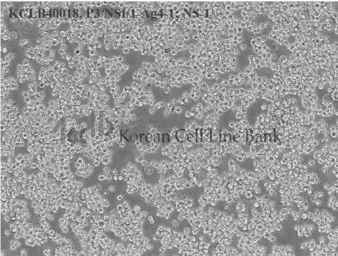 P3/NSI/1-Ag4-1; NS-1