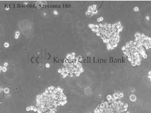 Sarcoma 180