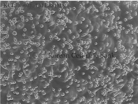 TMT-081MS