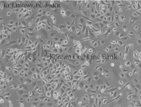 PC-3/nKR
