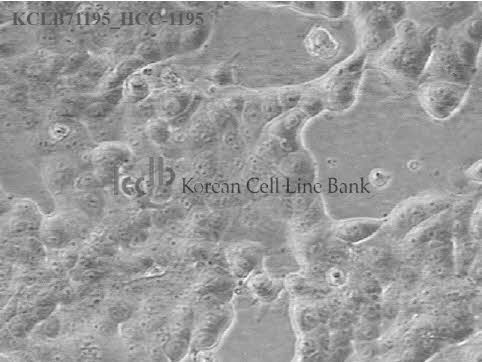 HCC-1195