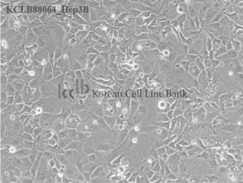 Hep3B