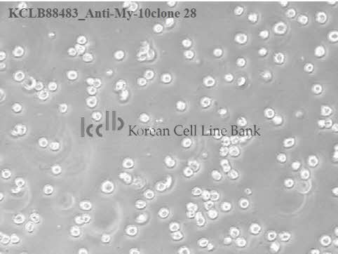 Anti-My-10 clone 28/8/8/14/4