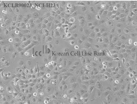 NCI-H23