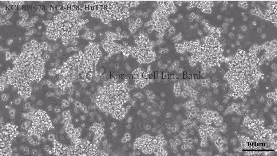 NCI-H78; HuT 78
