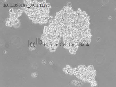 NCI-H187