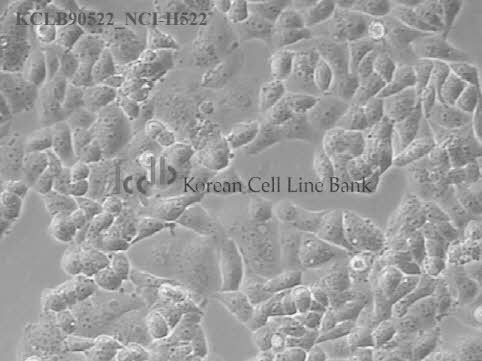 NCI-H522