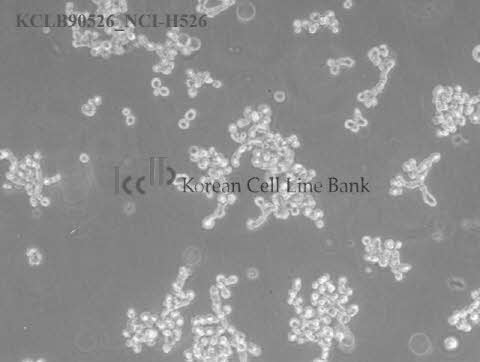 NCI-H526