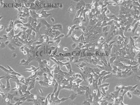 NCI-H1373