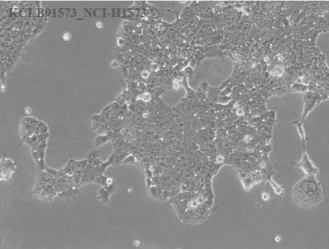 NCI-H1573