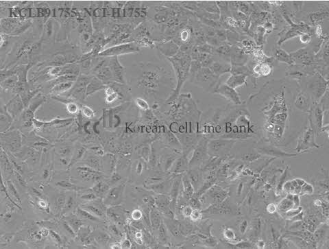 NCI-H1755