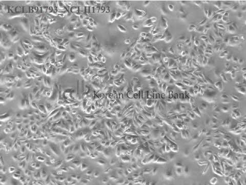 NCI-H1793