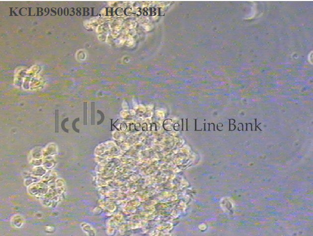 HCC-38BL