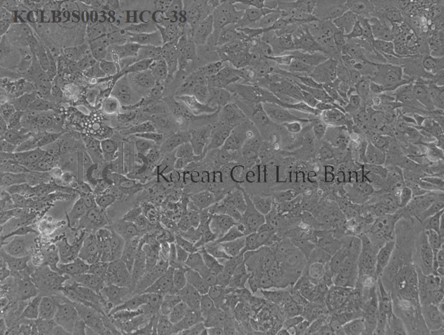 HCC-38