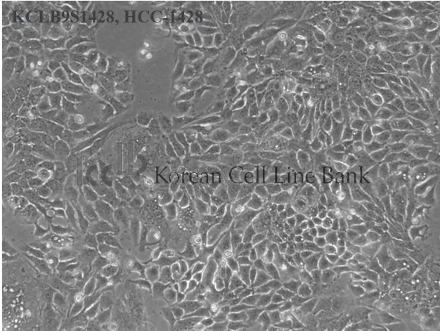 HCC-1428