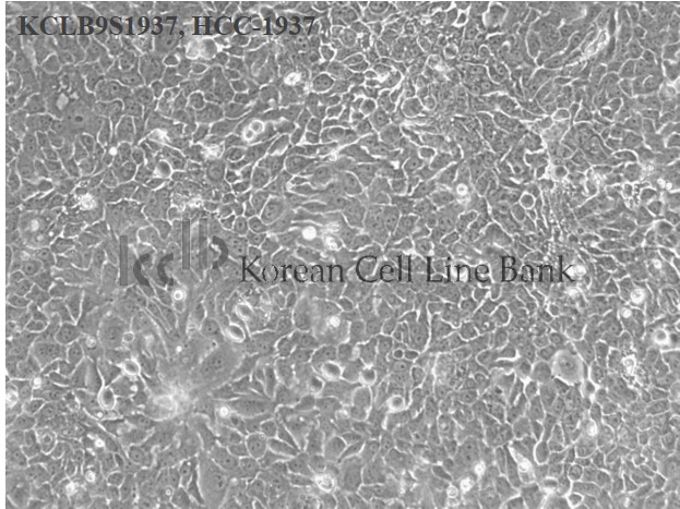 HCC-1937