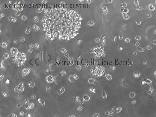 HCC-2157BL