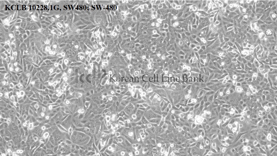 SW480; SW-480