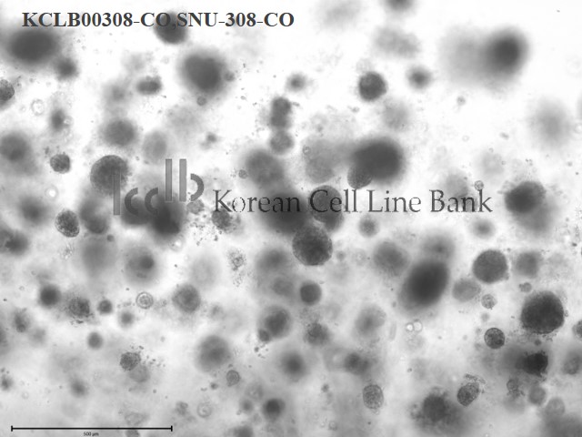 SNU-308-CO