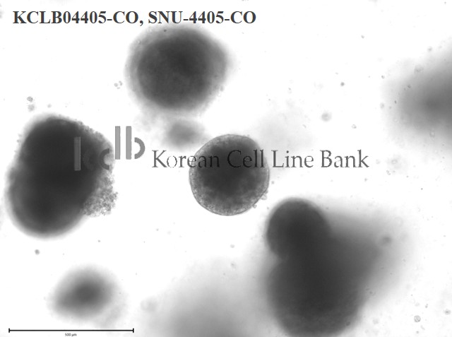 SNU-4405-CO