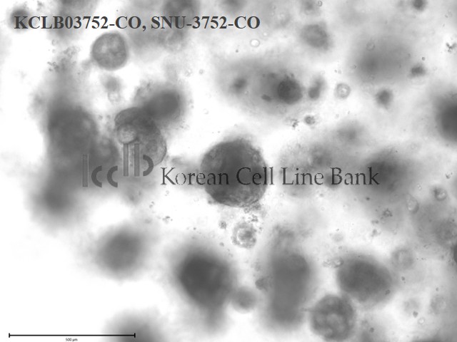 SNU-3752-CO