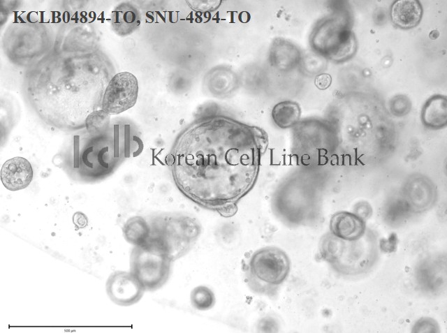 SNU-4894-TO