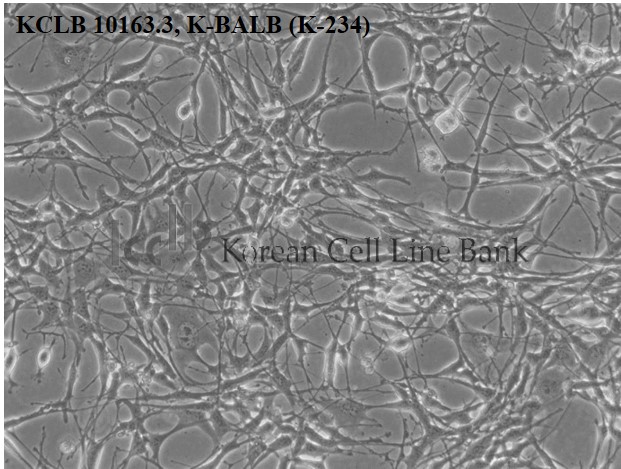 K-BALB (K-234)
