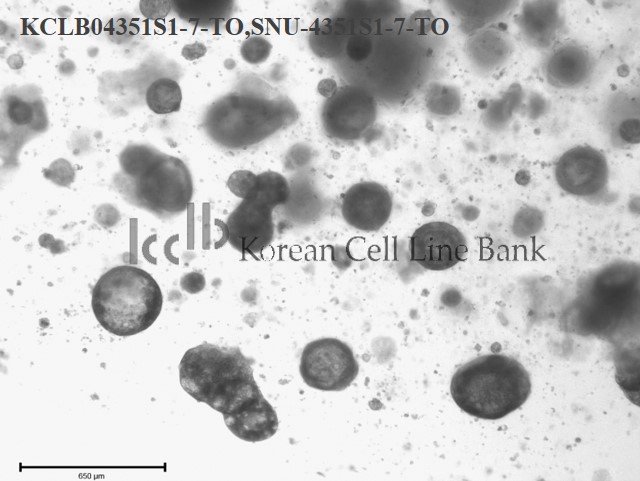 SNU-4351S1-7-TO