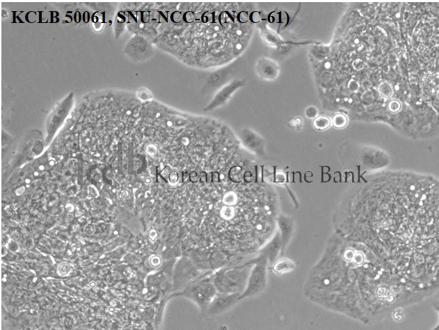 SNU-NCC-61(NCC-61)