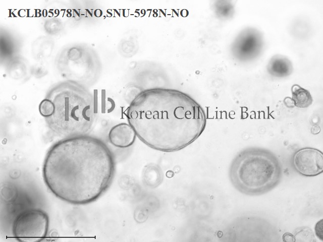 SNU-5978N-NO