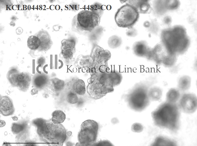 SNU-4482-CO