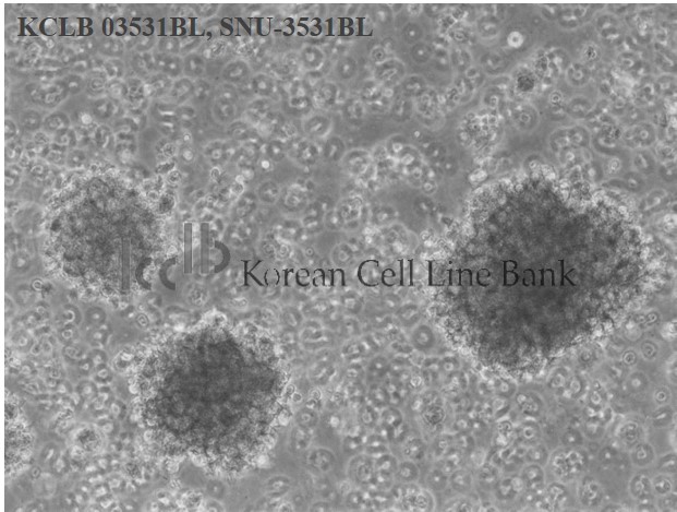 SNU-3531BL