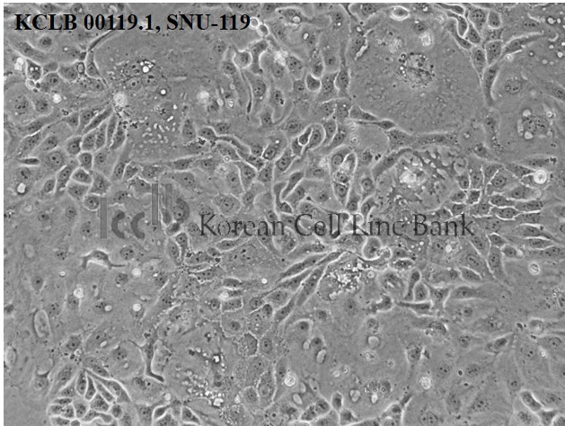 SNU-119