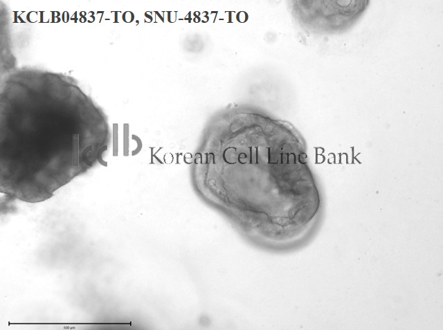 SNU-4837-TO