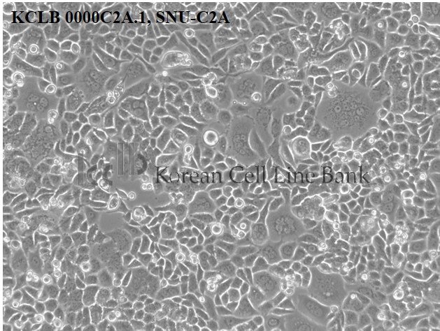 SNU-C2A 