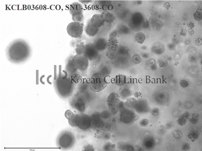 SNU-3608-CO